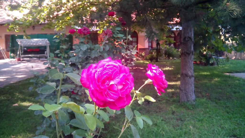 Apartmán 3 Platana Palić Exteriér fotografie